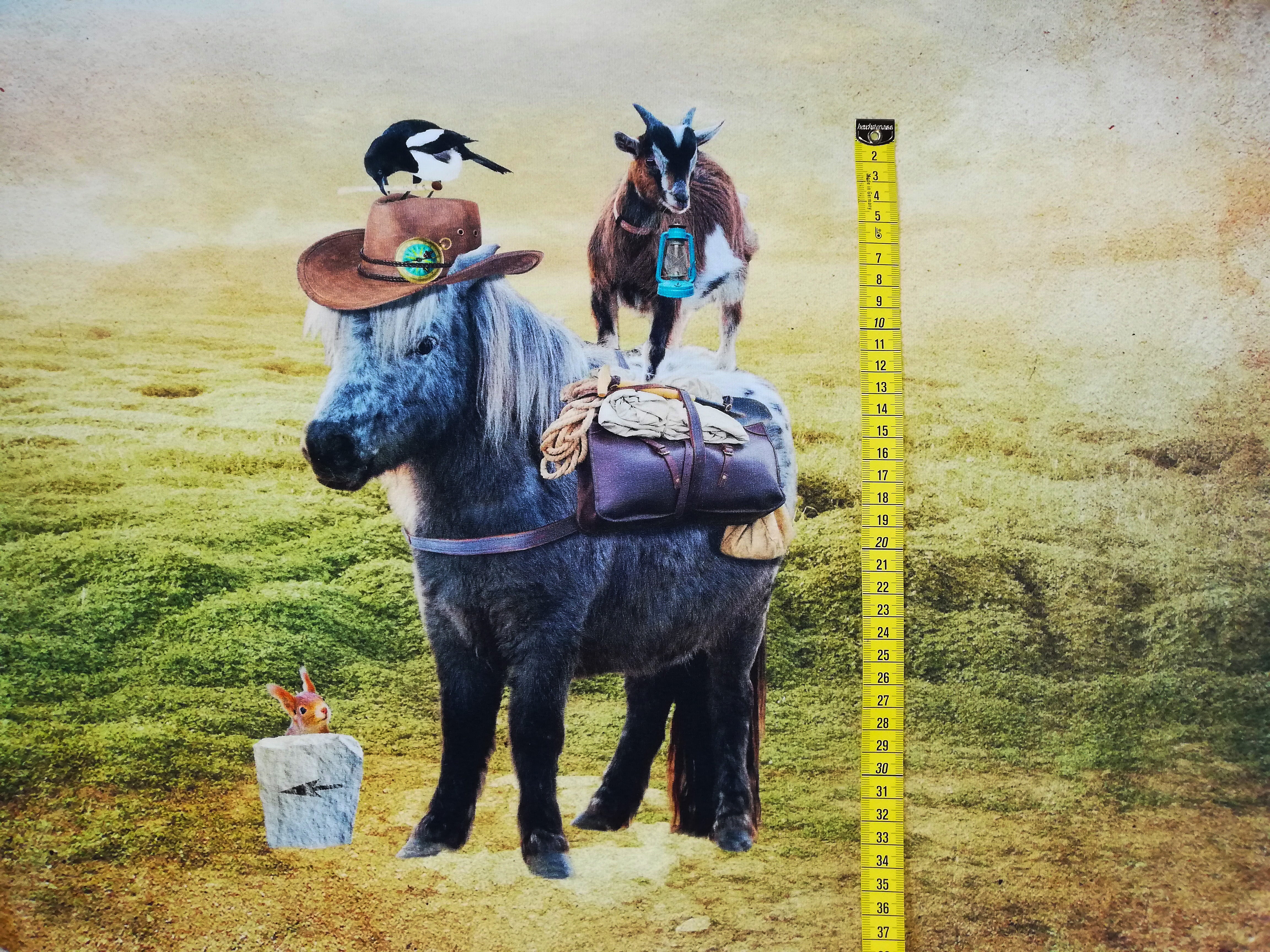 Stenzo French Terry Panel Funny PonyFrançais